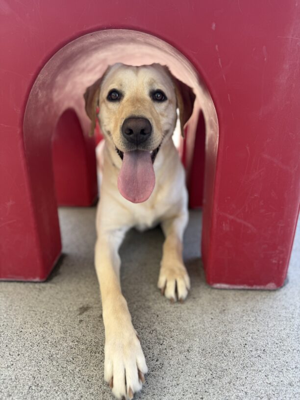 Nectarine lays underneath a red plastic play structure while playing in Community Run. Her tongue is sticking out and she stretches her right paw out in front of her, ready to run!