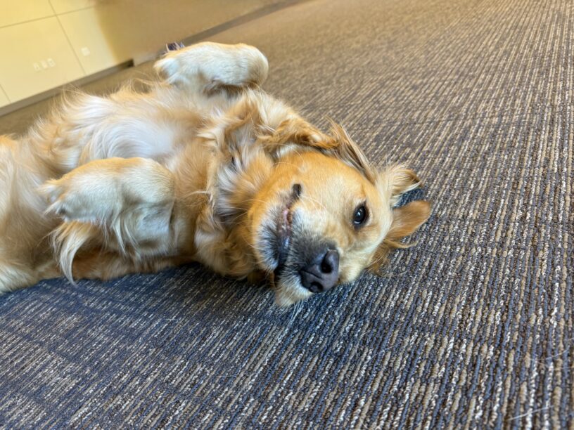 Swift once again pleads with her handler for belly rubs. She is rolled over on her back with her front paws tucked in close to her chest.