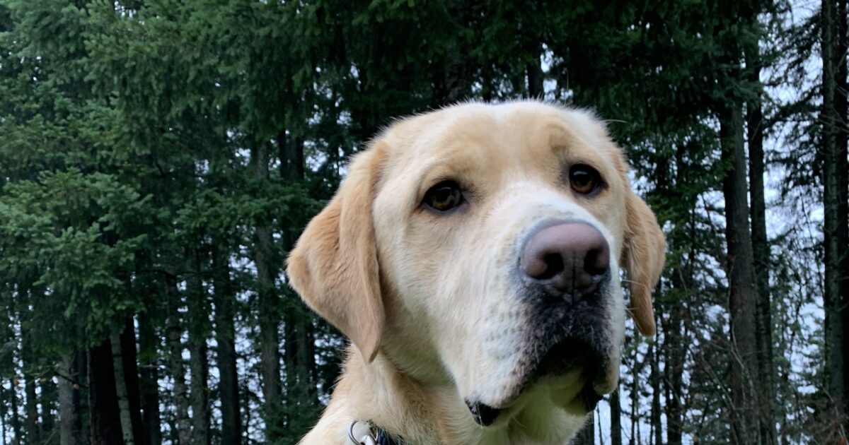 Kyle 6L83 Guide Dogs for the Blind Pupdates