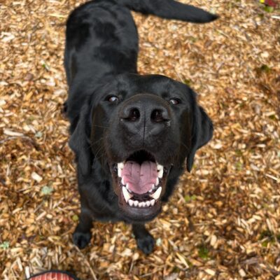 Fenwick looks up at the camera with a wide, open-mouthed smile and wagging tail while playing in the yard.